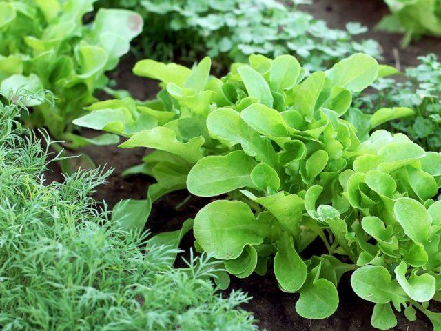 Beginner Cleveland Gardener: What Can You Plant in December?