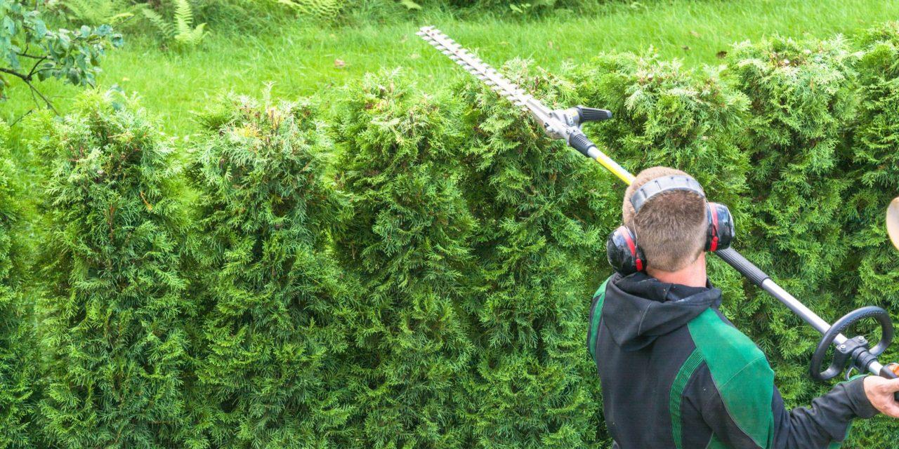 Bush Trimming vs. Hedge Trimming: What’s the Difference?