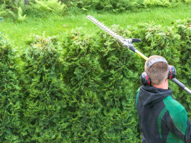 Bush Trimming vs. Hedge Trimming: What’s the Difference?