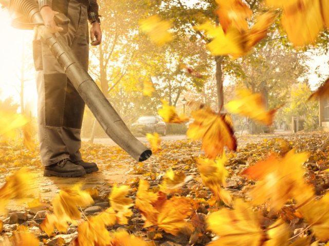 Leaf Cleanup: When and How to Do It Right