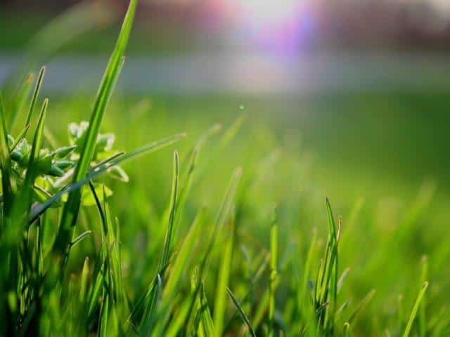 Should You Bag or Leave Grass Clippings?