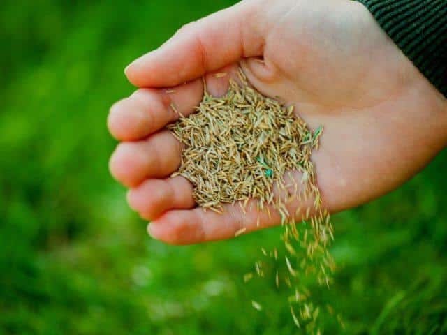 How Long Does It Take to See Results After Overseeding?