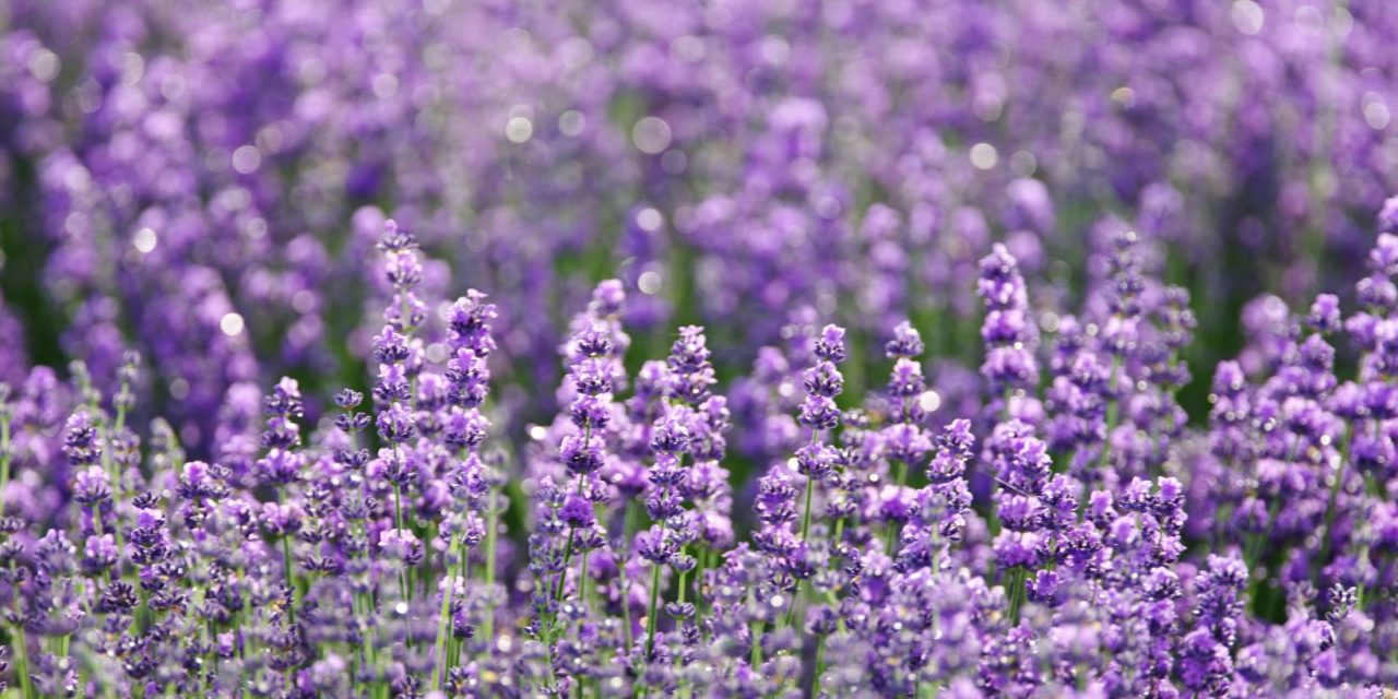 Natural Bug Repellents