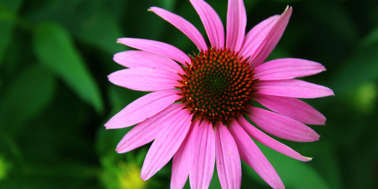 How to Choose the Right Plants for Your Climate