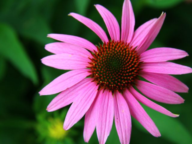 Plants That Will Thrive In Your Cleveland Garden Every Year