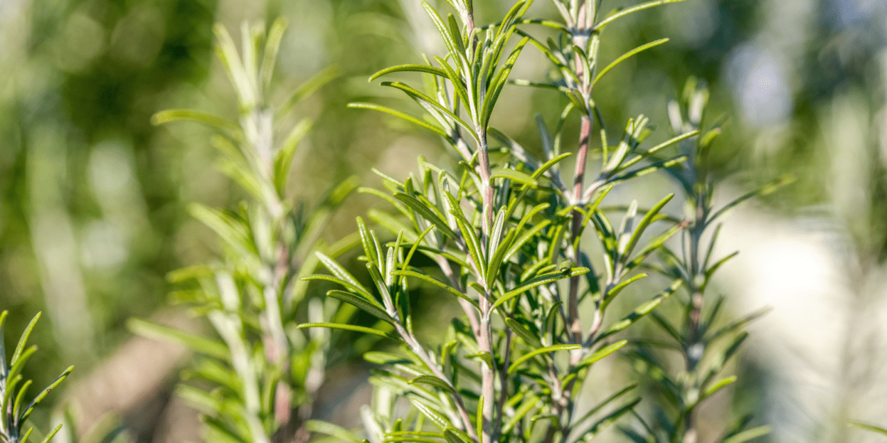 Embracing Edible Landscaping