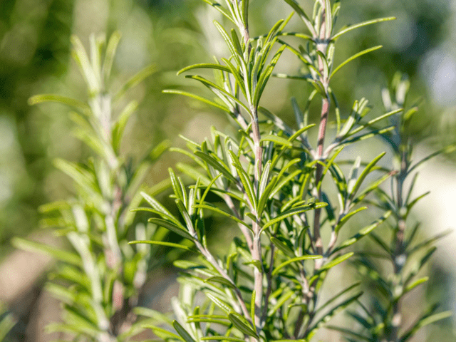 Embracing Edible Landscaping
