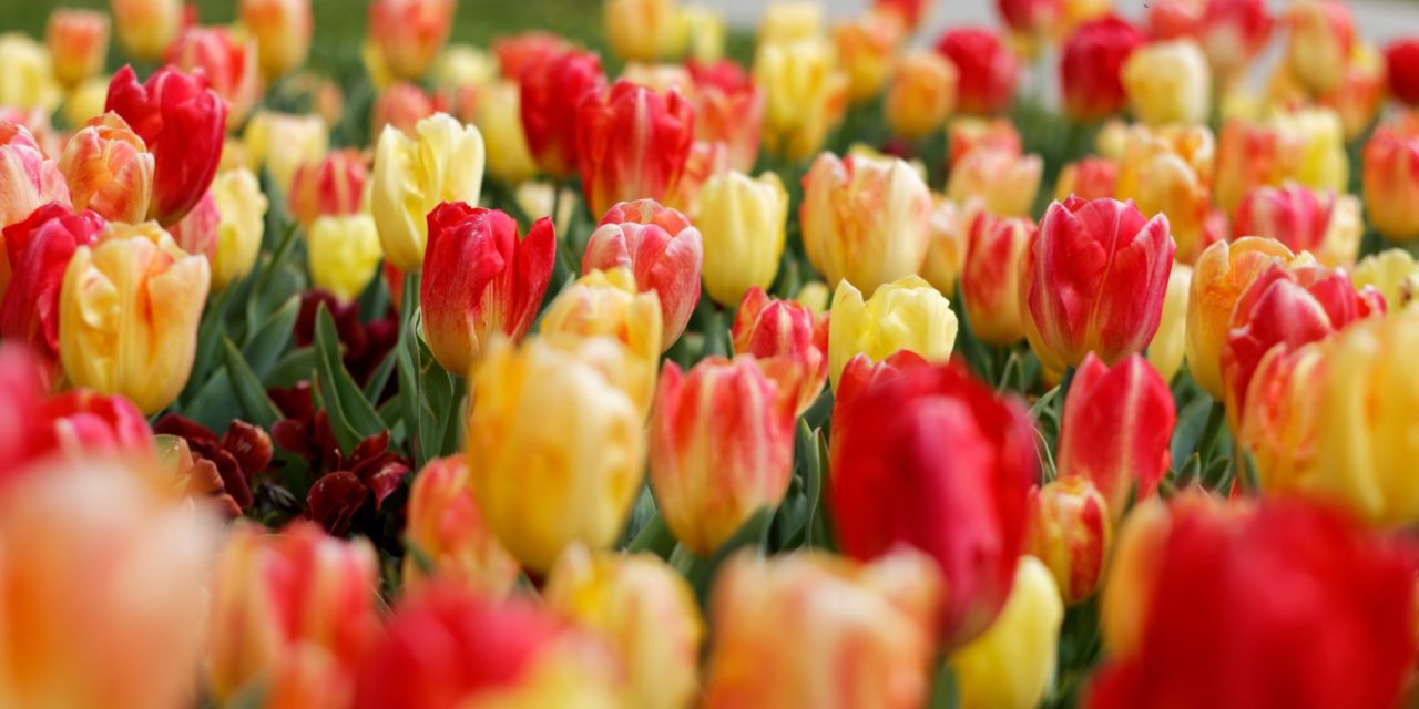 Revitalizing Your Landscape with Colorful Flowerbeds