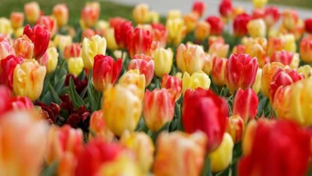 Revitalizing Your Landscape with Colorful Flowerbeds