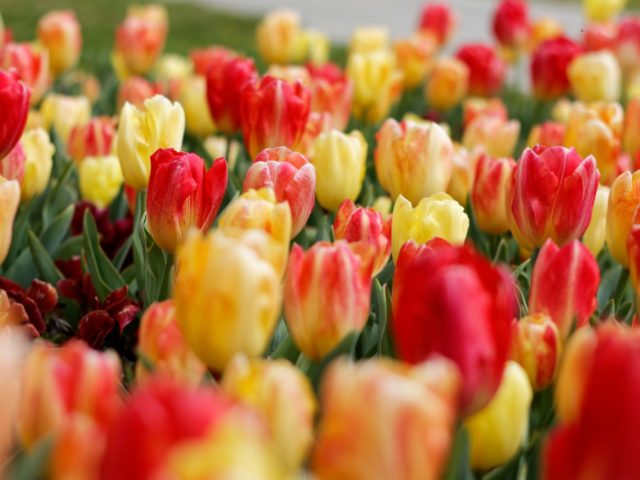 Spring Flowers That Benefit Most from Deadheading