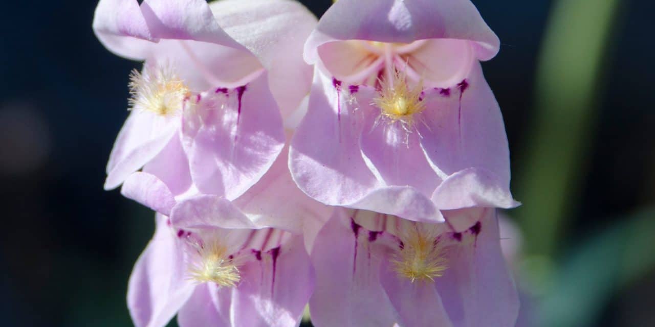 Foxglove Beardtongue