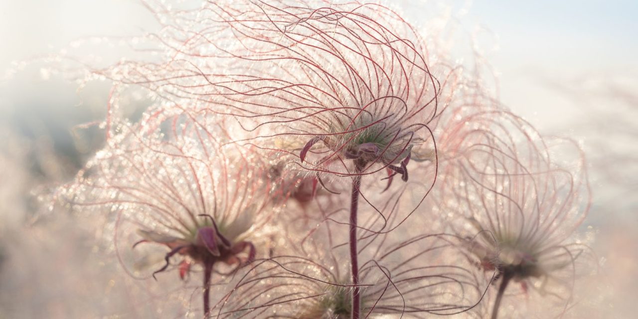 Prairie Smoke