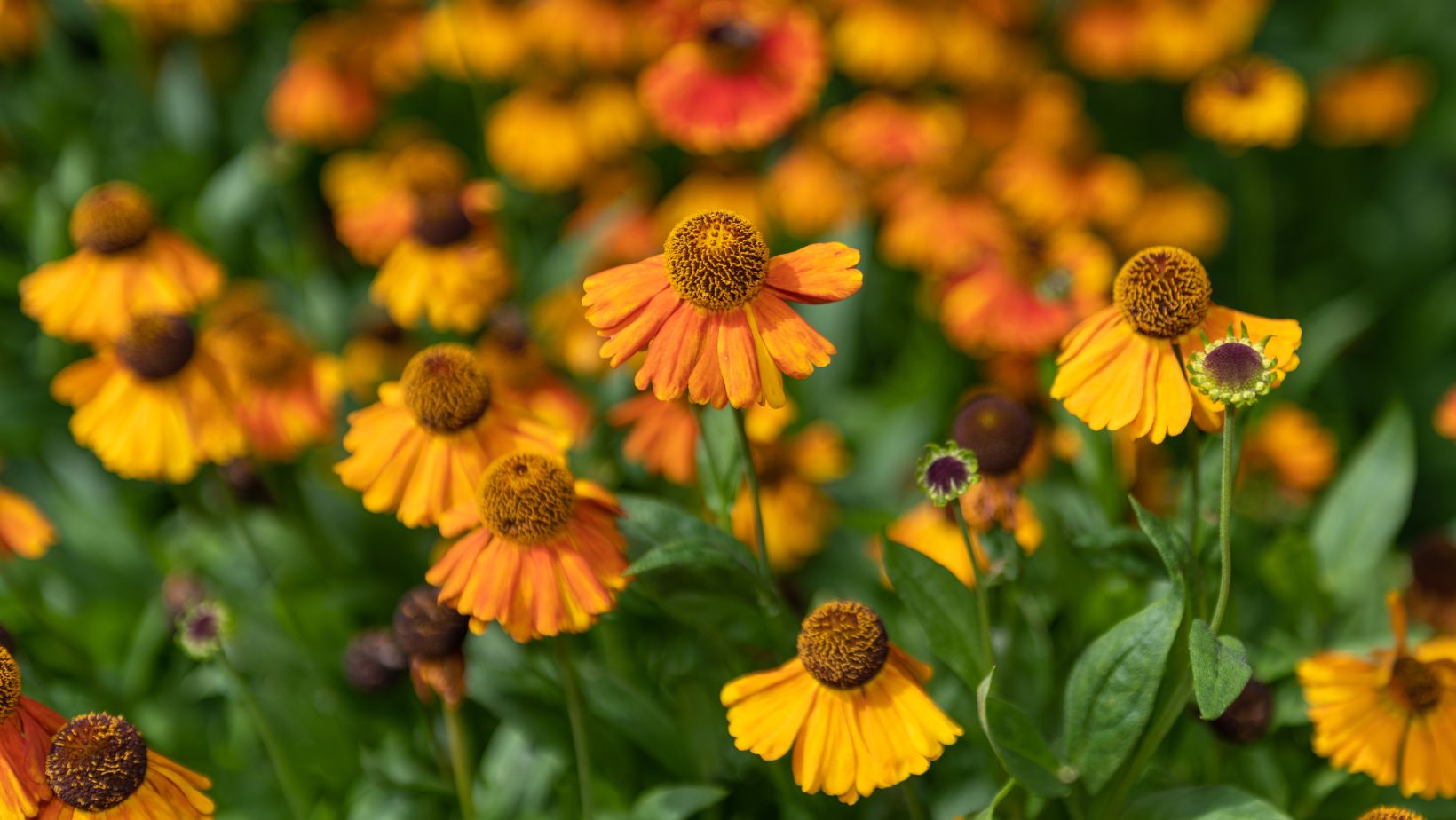 Sneezeweed