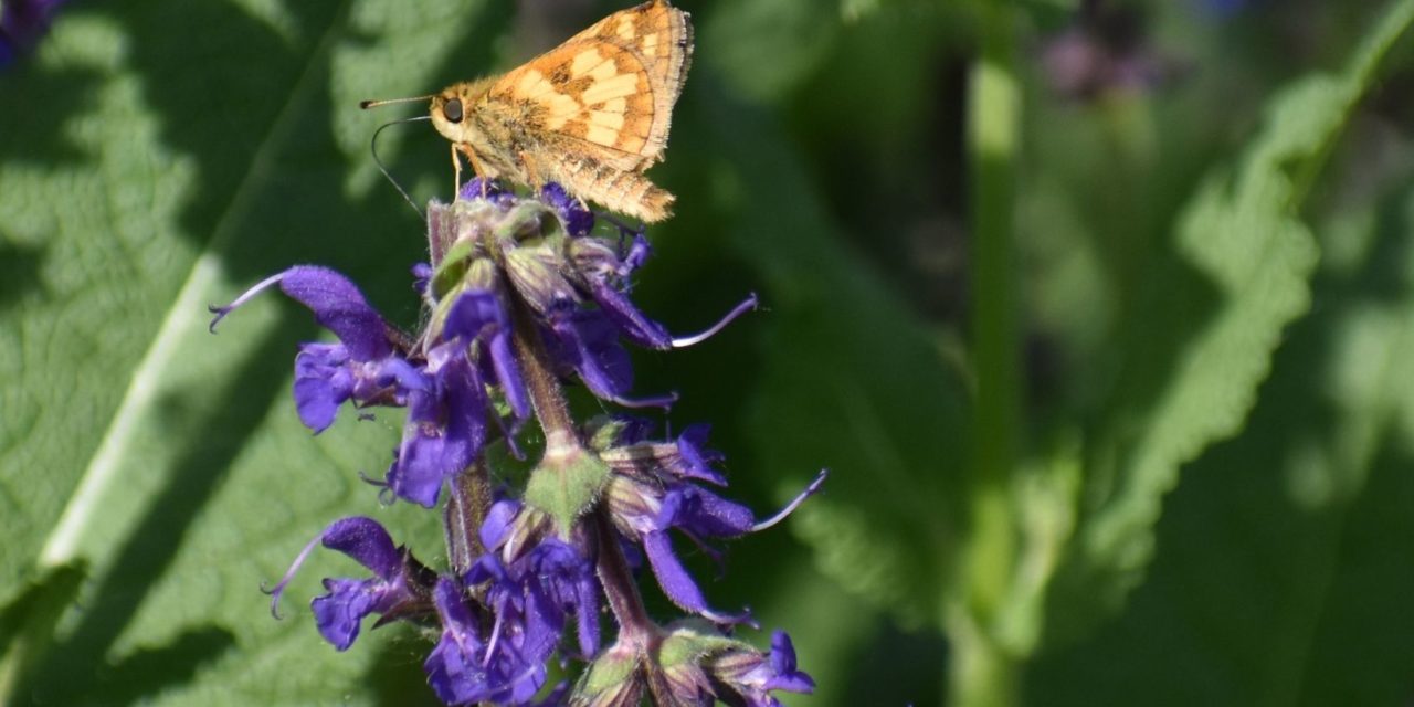 Wild Lupine