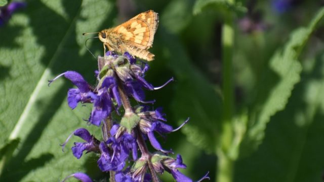 Wild Lupine