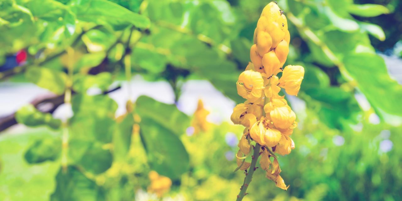 Wild Senna