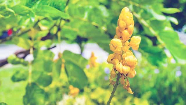 Wild Senna