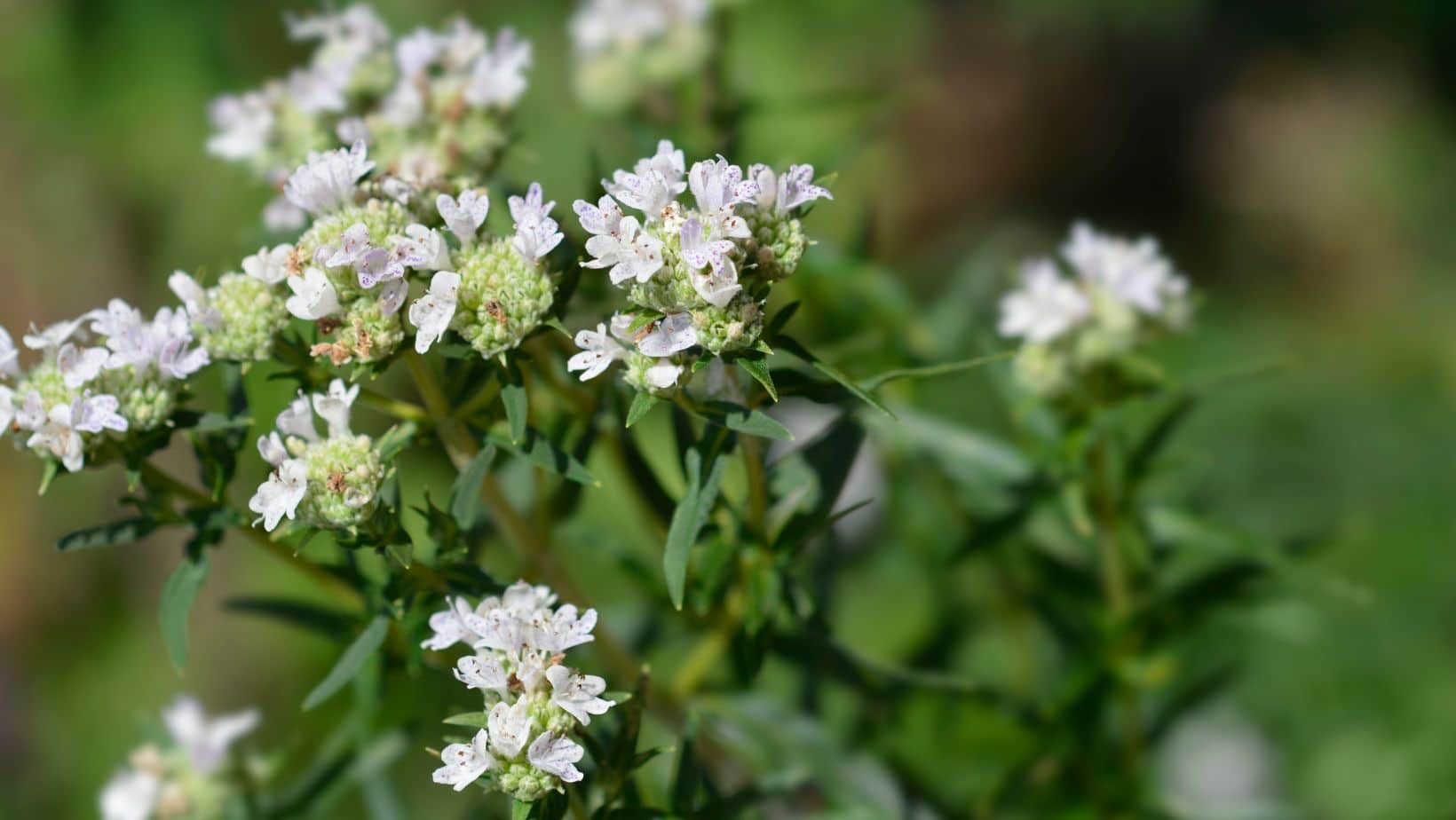 Virginia Mountain Mint