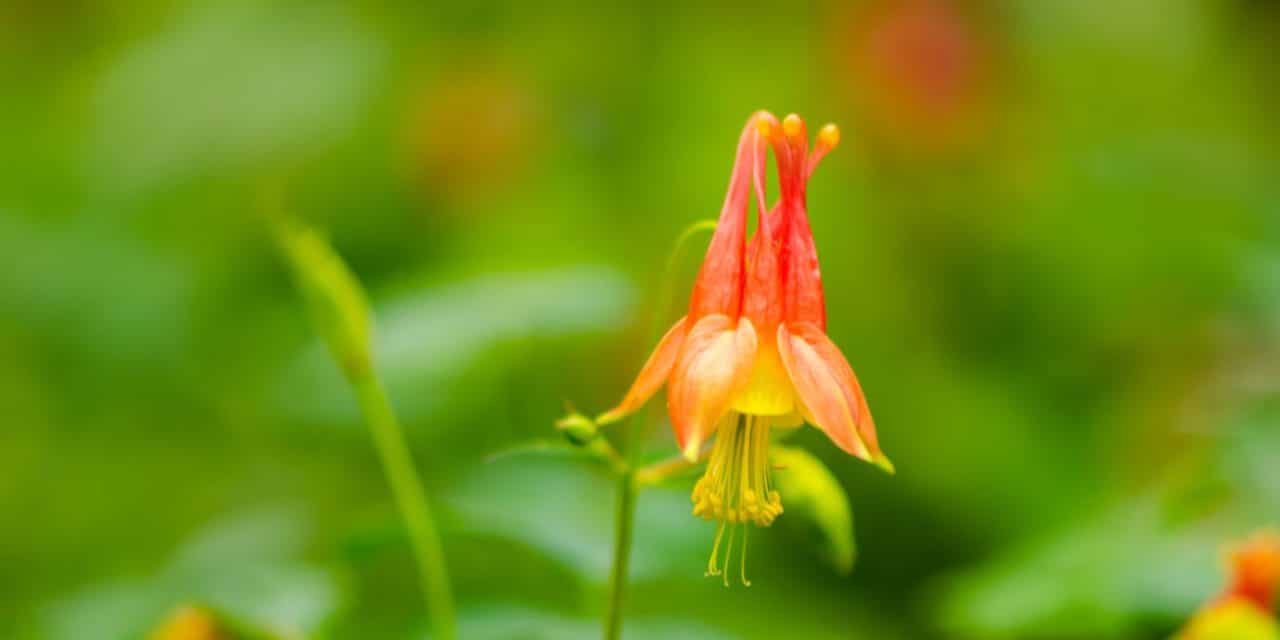 Wild Columbine (Aquilegia canadensis)