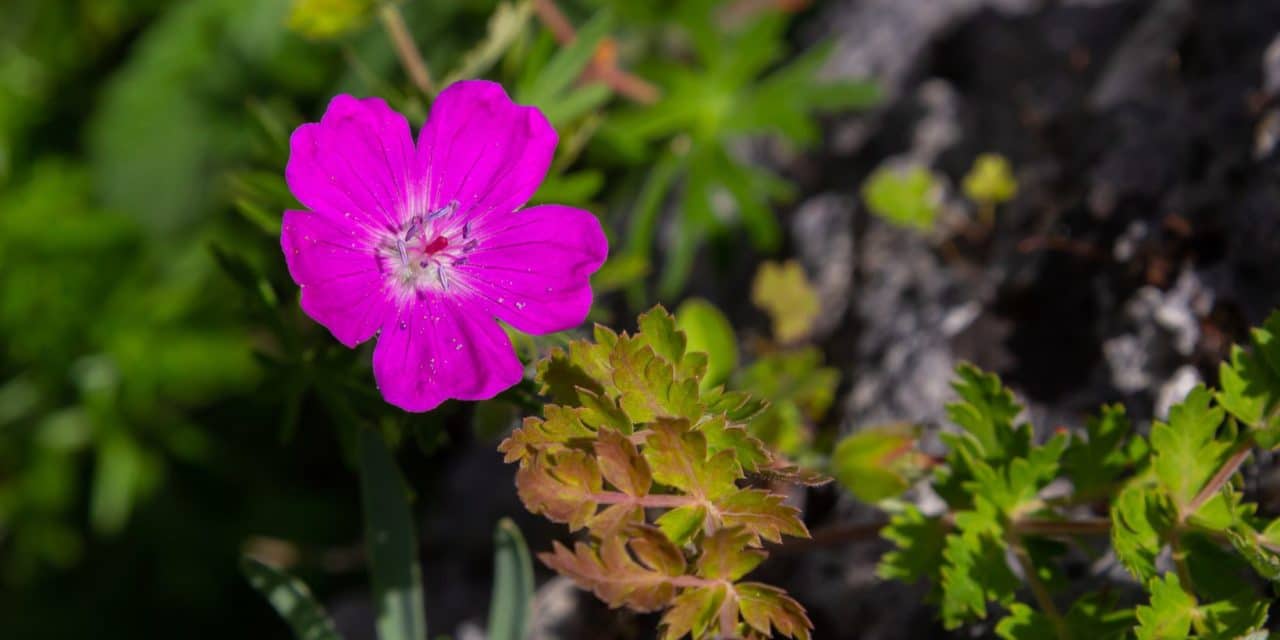 Wild Geranium