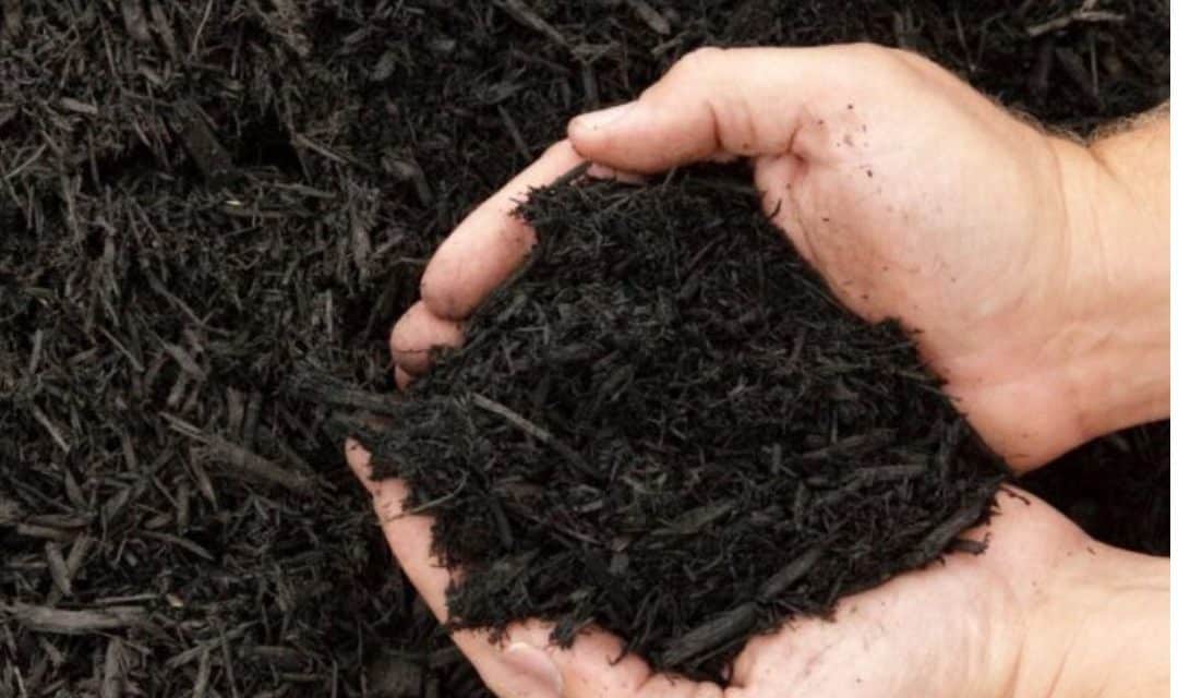 Why Mulching in July Might Be the Smartest Thing You Do All Summer