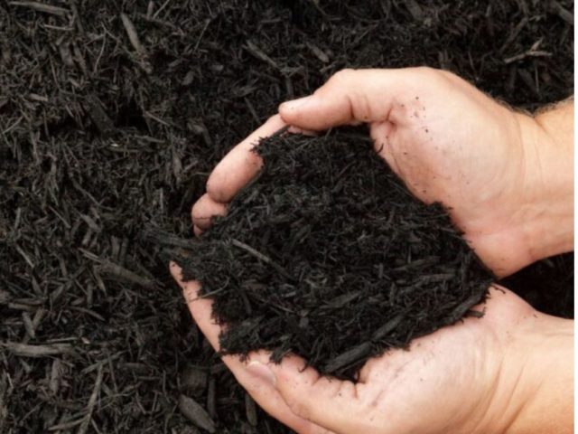 Why Mulching in July Might Be the Smartest Thing You Do All Summer
