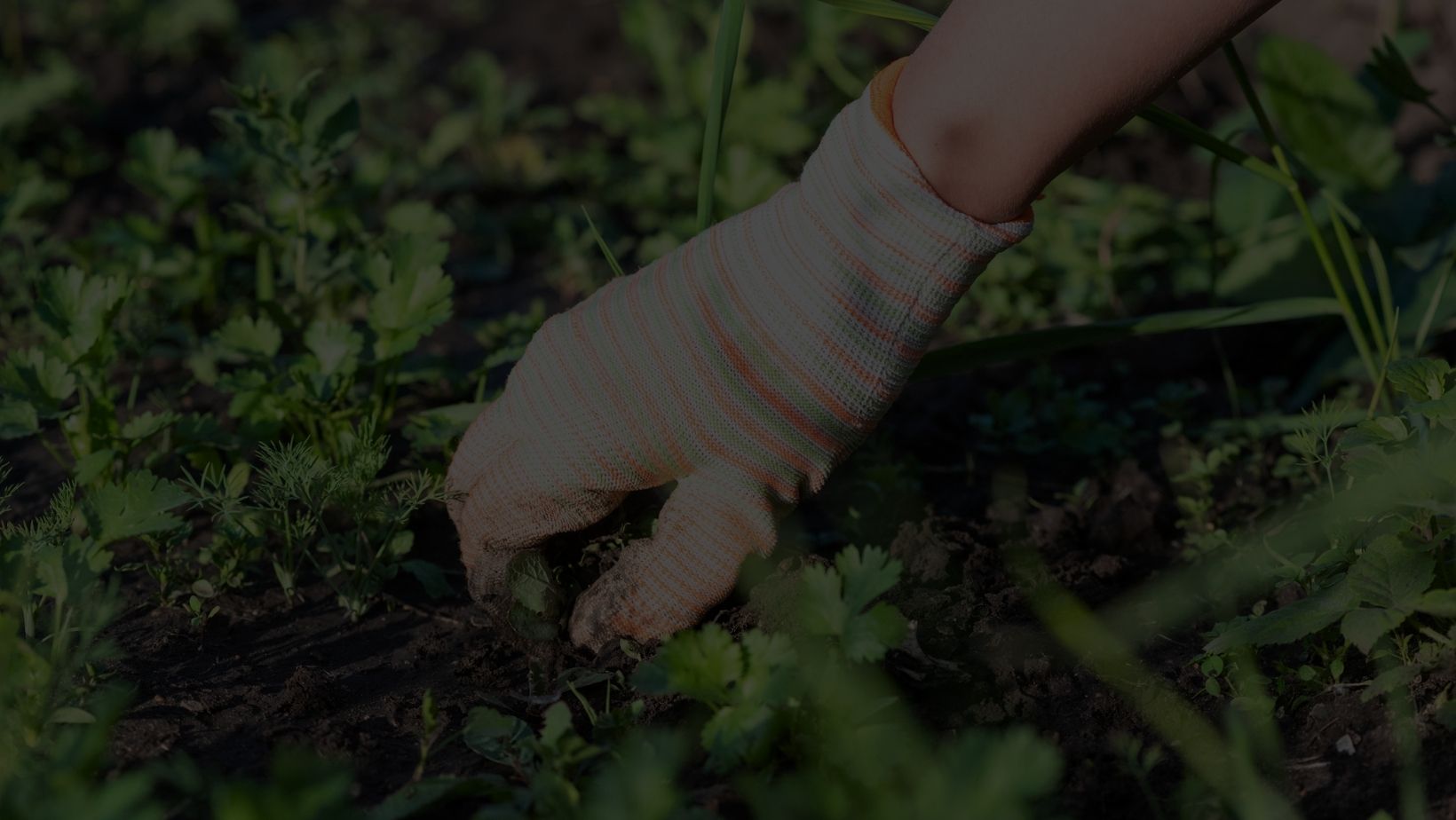 weeding https://www.colincanhelp.com/wp-content/uploads/2023/09/weeding.jpg
