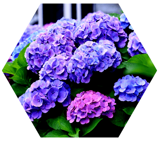 Hydrangea Care Guide