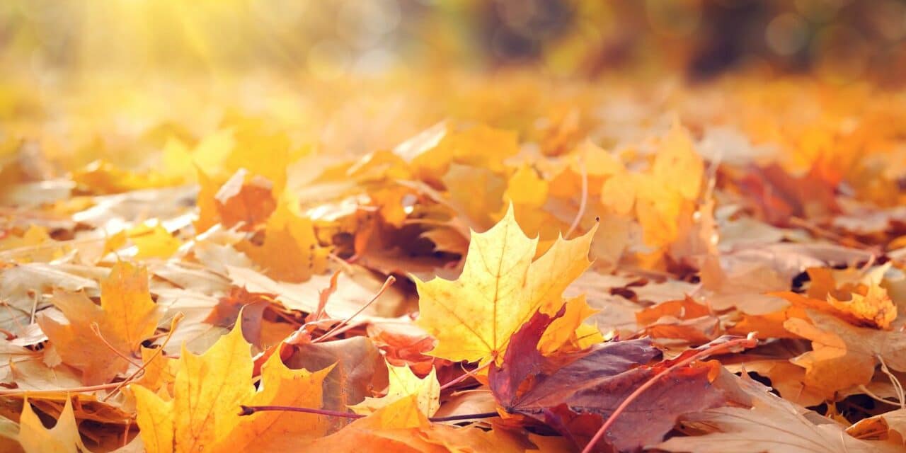 Leaf Management: Don’t Leave Leaves For The City