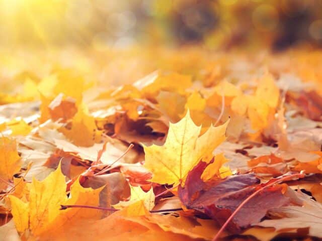 Leaf Management: Don’t Leave Leaves For The City