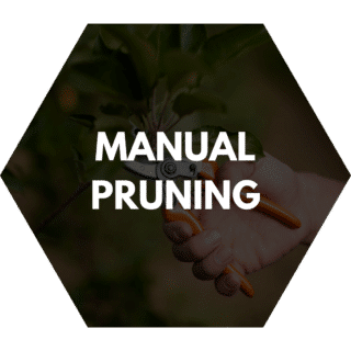 Manual pruning service featuring a hand holding pruning shears, trimming a tree branch with precision.