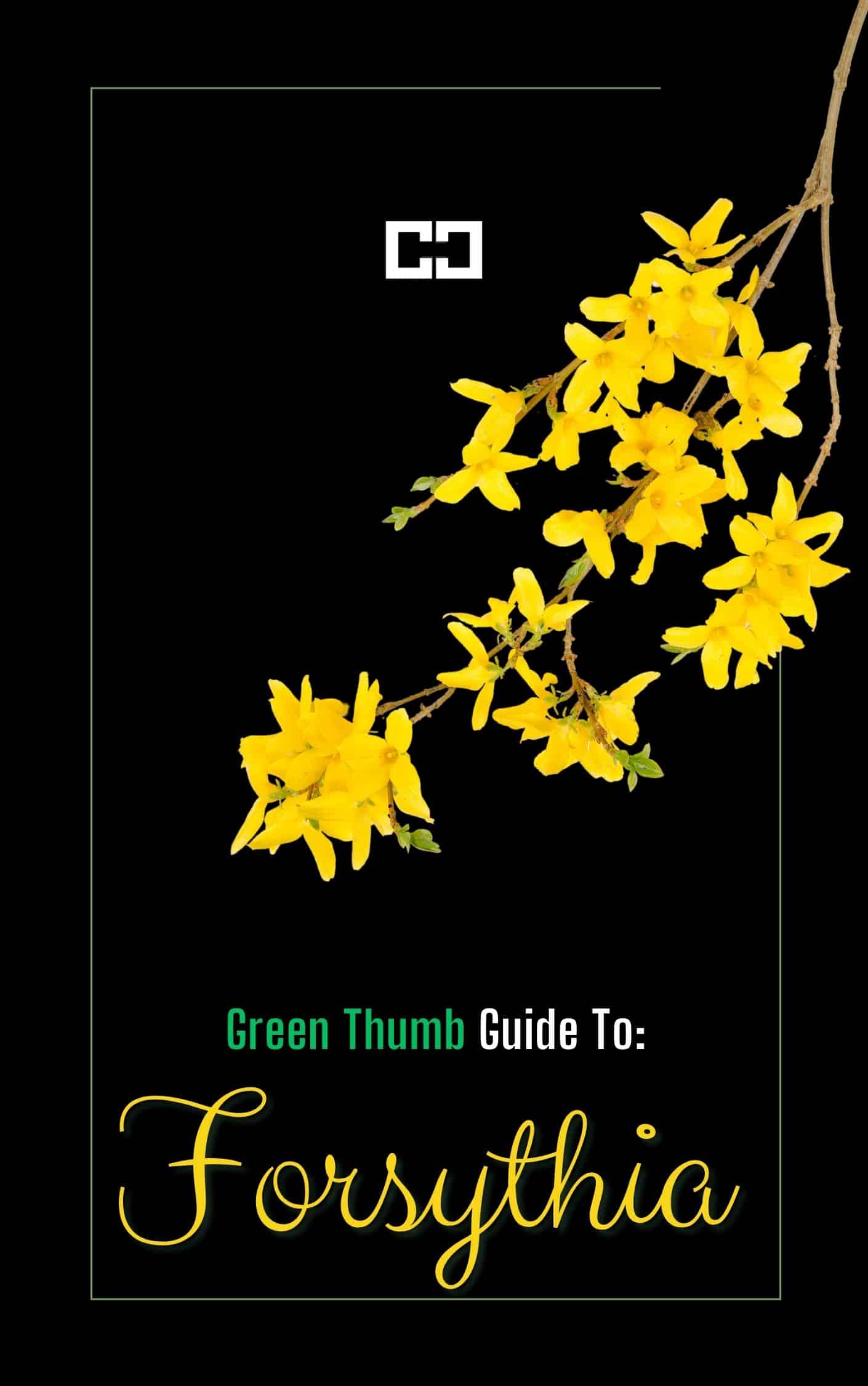 https://www.colincanhelp.com/wp-content/uploads/2024/12/forsythia-cover.jpg