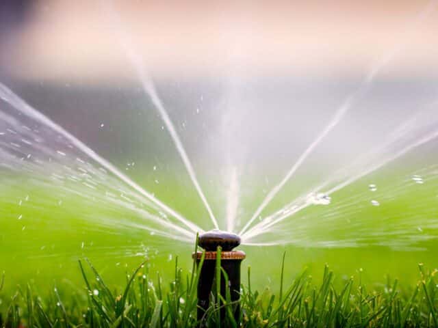 Watering Schedule for New Grass After Overseeding