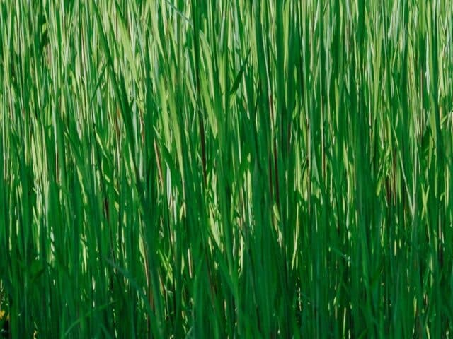 What happens if I let my grass grow too long?