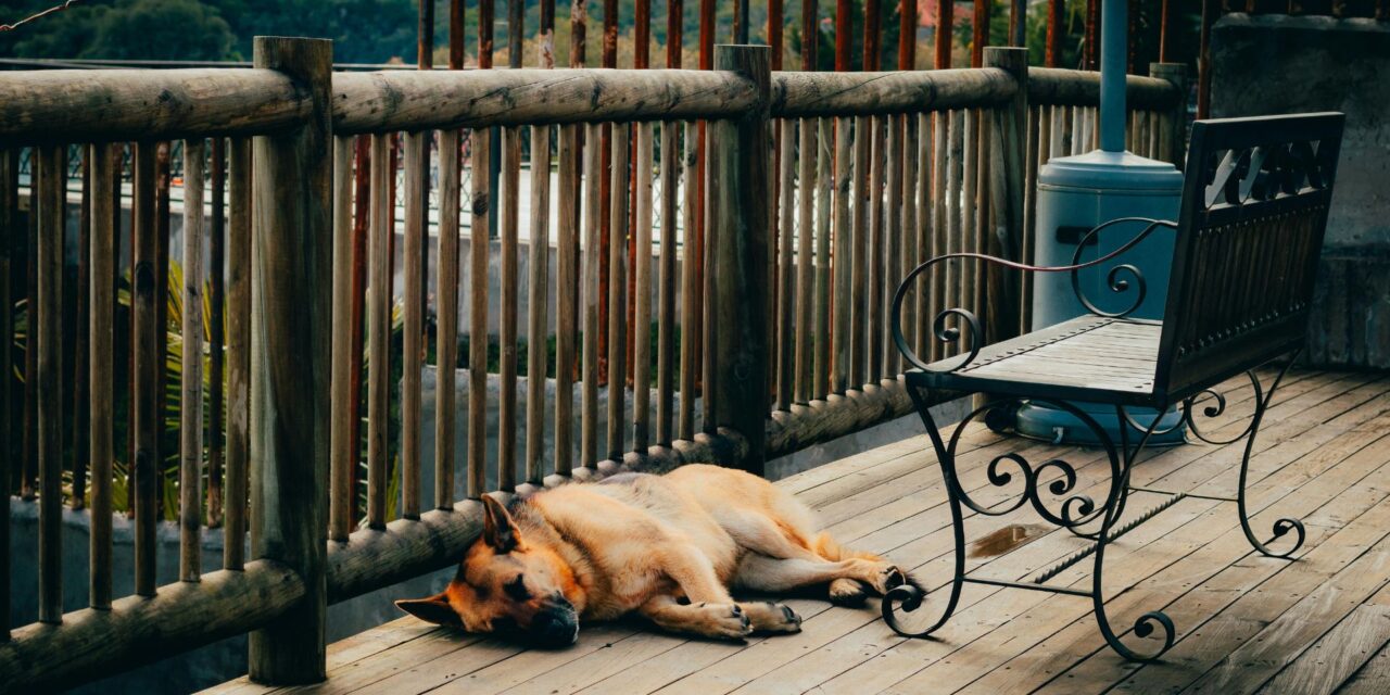 Why Pressure Treated Wood Is a Risk for Pets