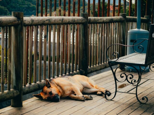 Why Pressure Treated Wood Is a Risk for Pets