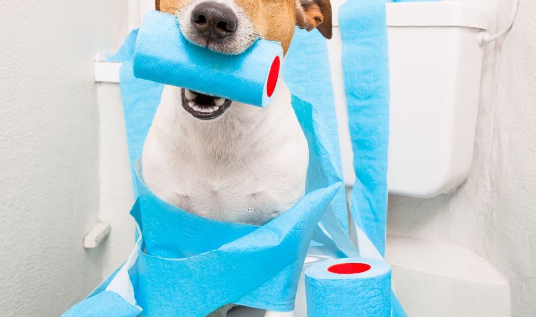 Things You Should Never Put in Your Toilet