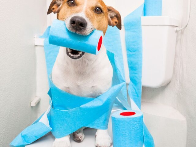 Things You Should Never Put in Your Toilet