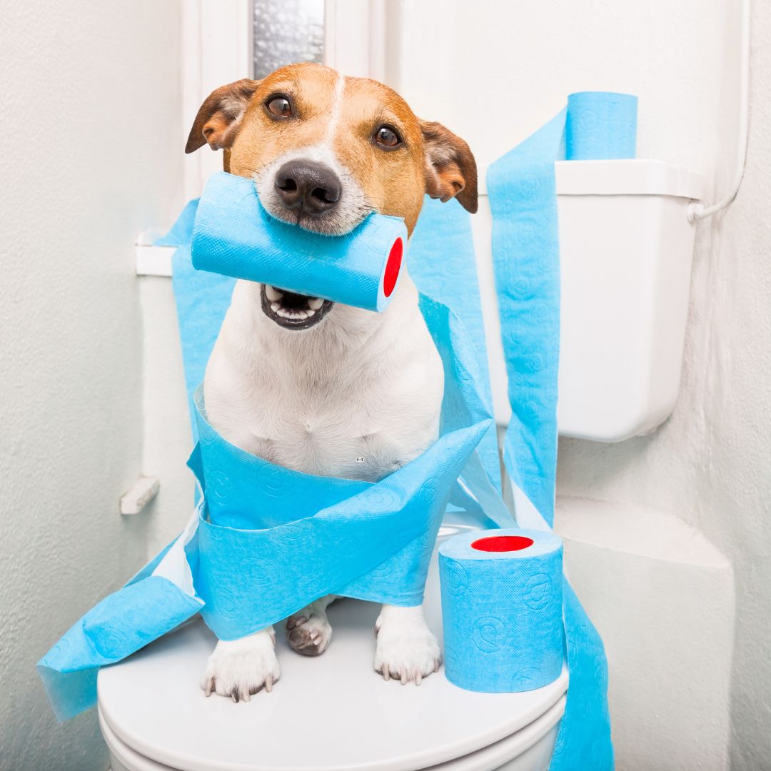 https://www.colincanhelp.com/wp-content/uploads/2025/10/dont-put-in-toilet.jpg