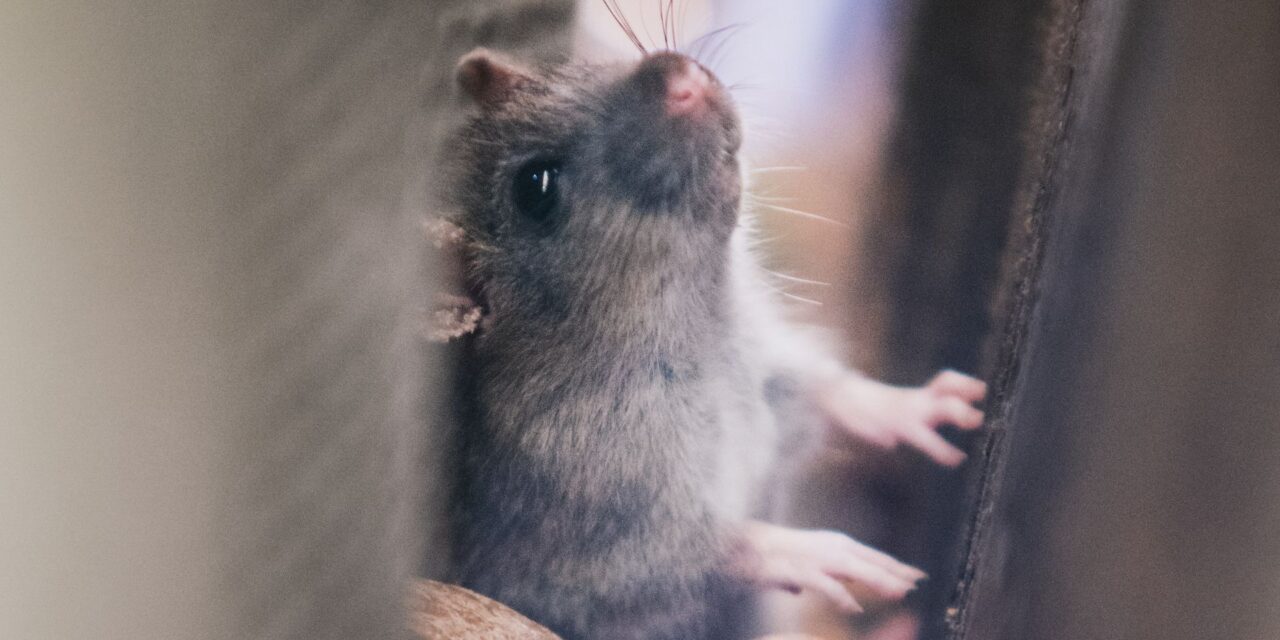 How to Keep Critters Out of Your Home During Cleveland’s Cold Months