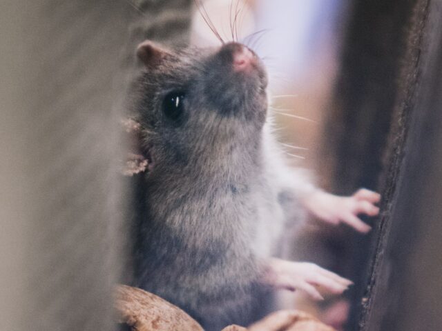 How to Keep Critters Out of Your Home During Cleveland’s Cold Months