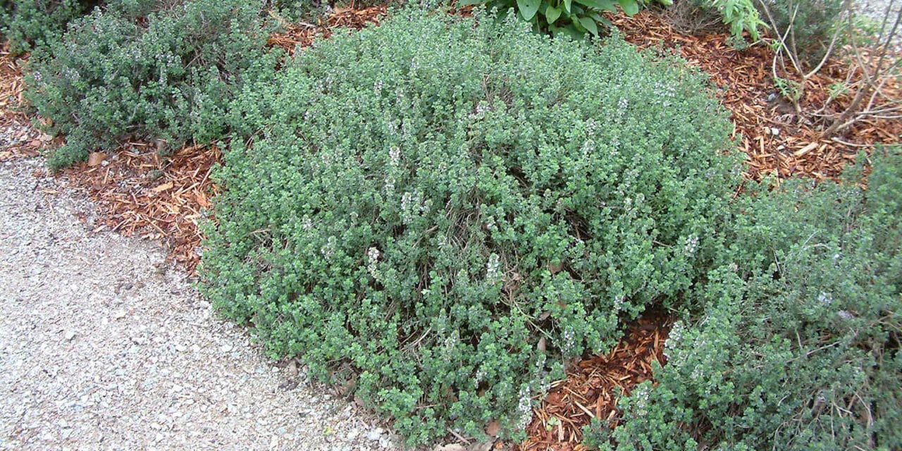 French Thyme