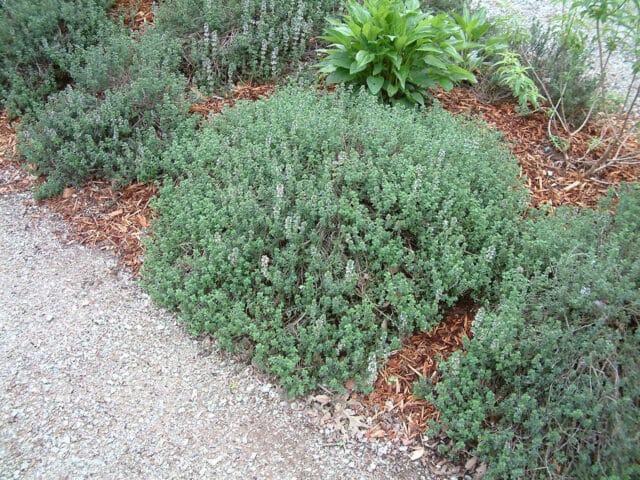 French Thyme